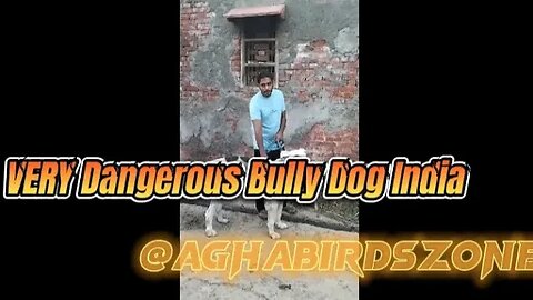 VERY DANGEROUS BULLY 🐶 #india