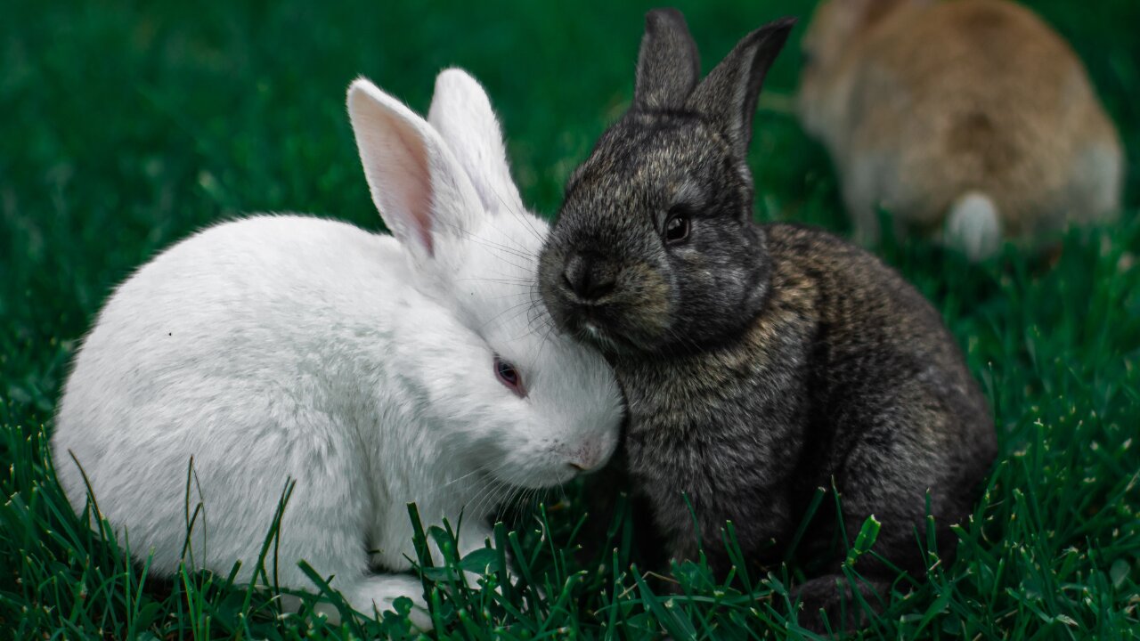 Relaxing Music For Bunnies