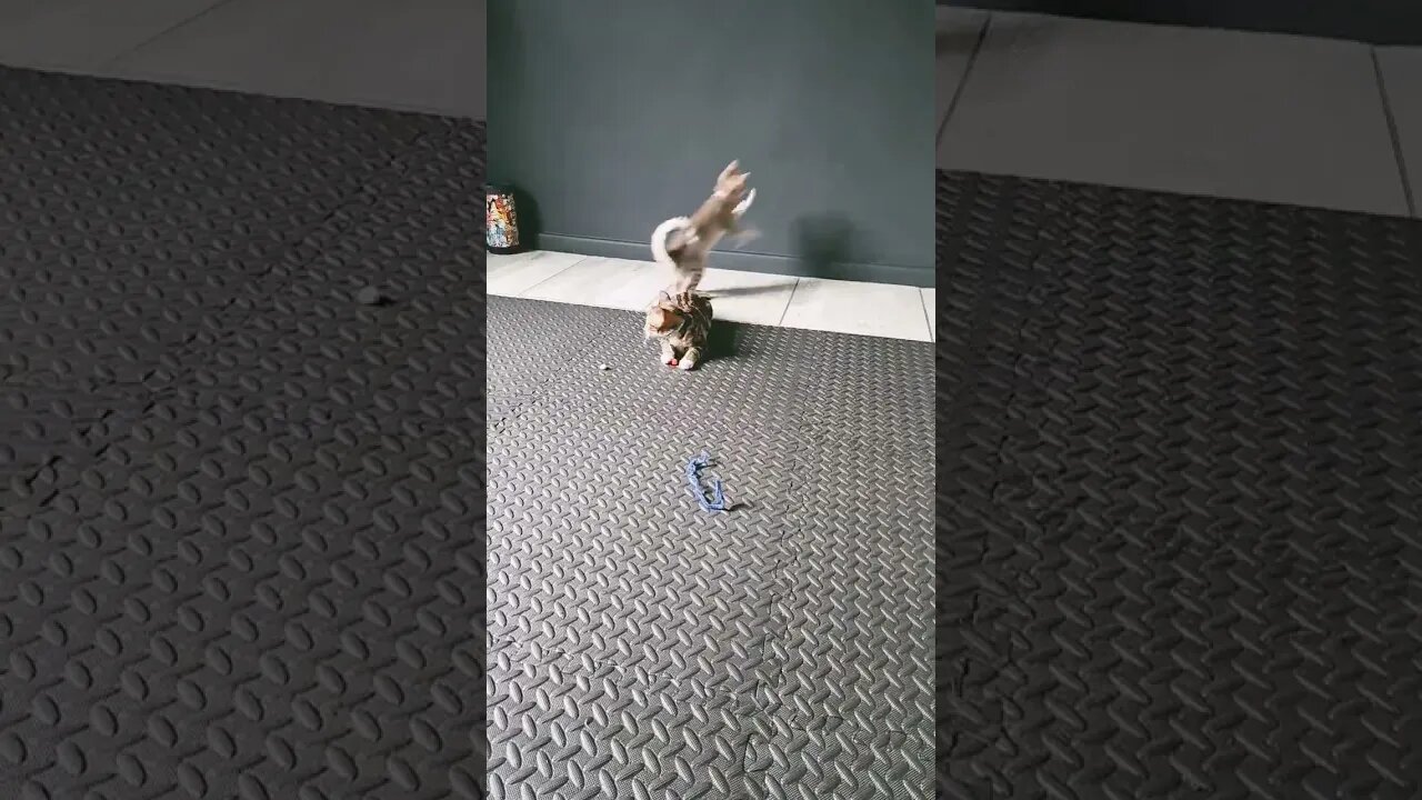 cute kittens at play