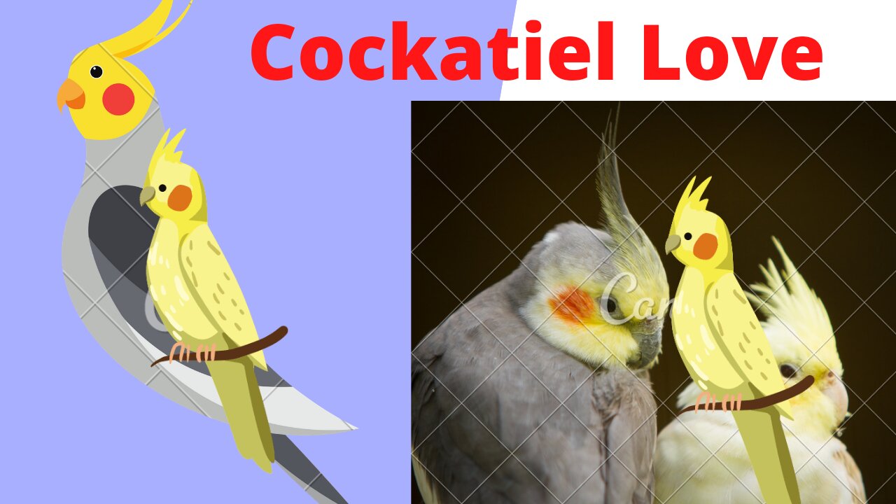 Cockatiel calling her Love...