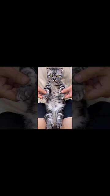 The 80’s Time Traveling Cat From Brooklyn