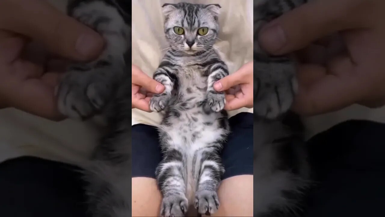 The 80’s Time Traveling Cat From Brooklyn
