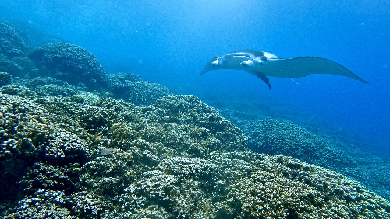 Female Manta Free Dive