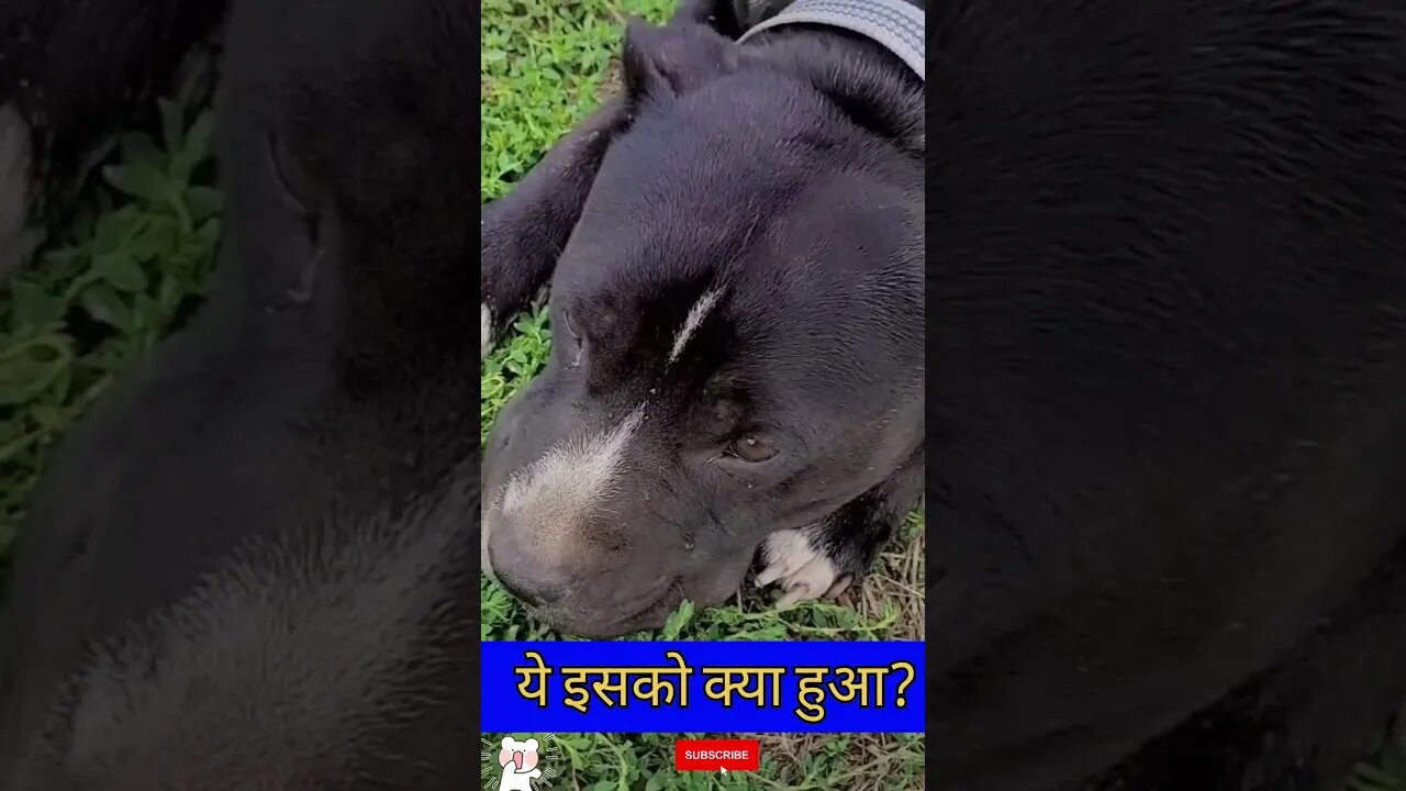 ये इसको क्या हुआ ? l woodworking art skills l @CrazyXYZ @Betweenthelinesinspiring l #shorts