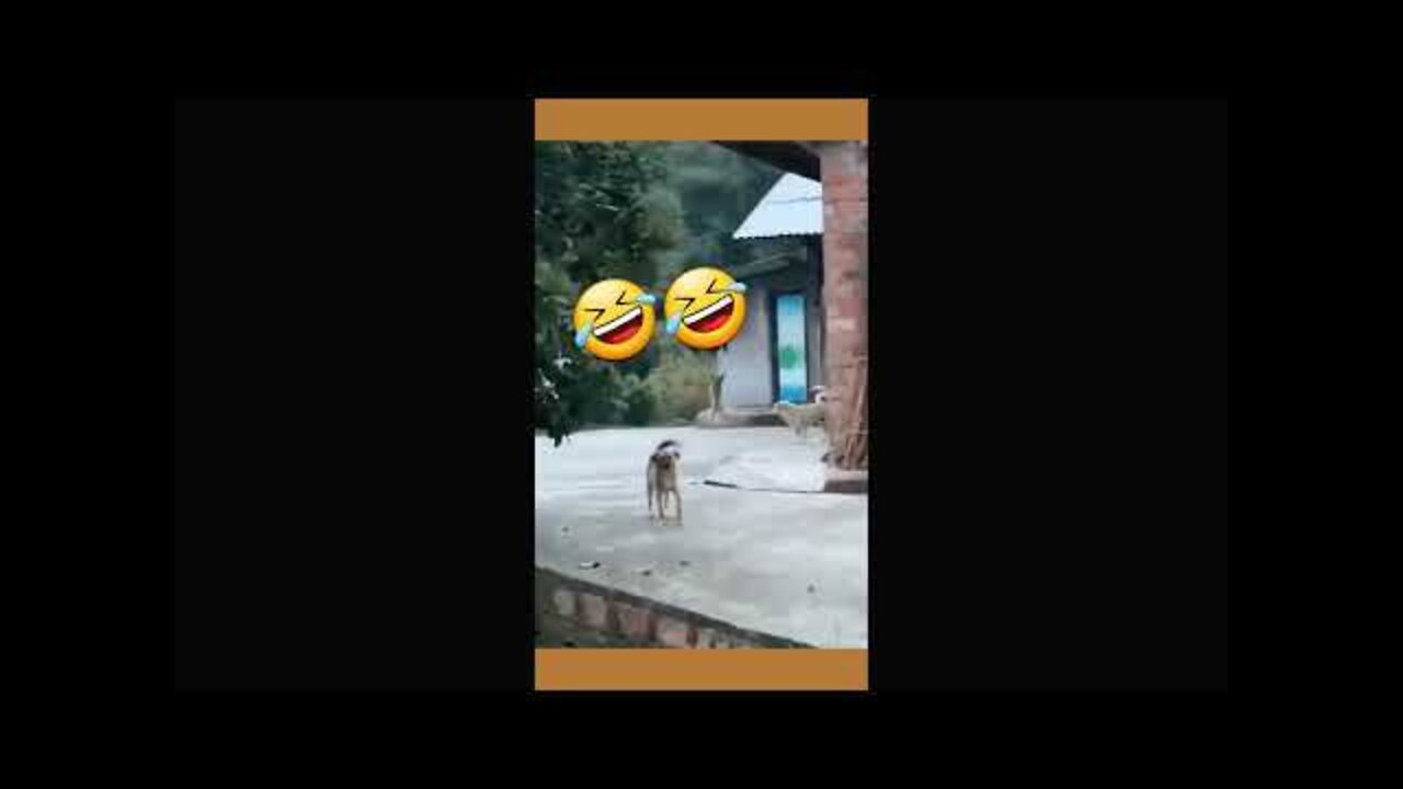 Funny Dog Videos compilation #dog 🤣🤣🤣