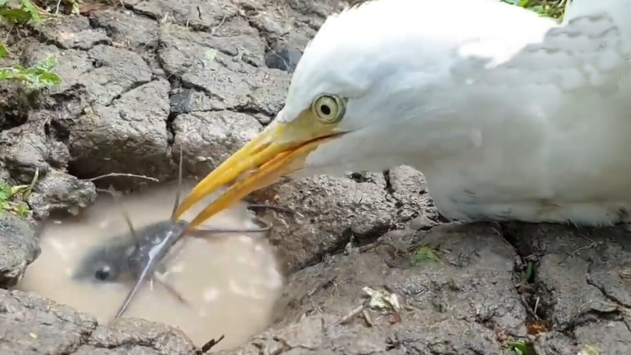 Awasome bird struggling for food capture in camera