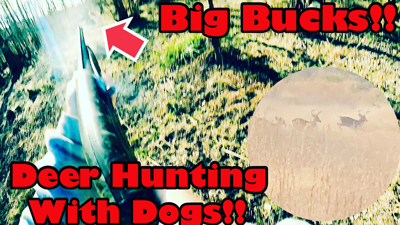 Big Bucks Everywhere!! Deer Hunting With Dogs