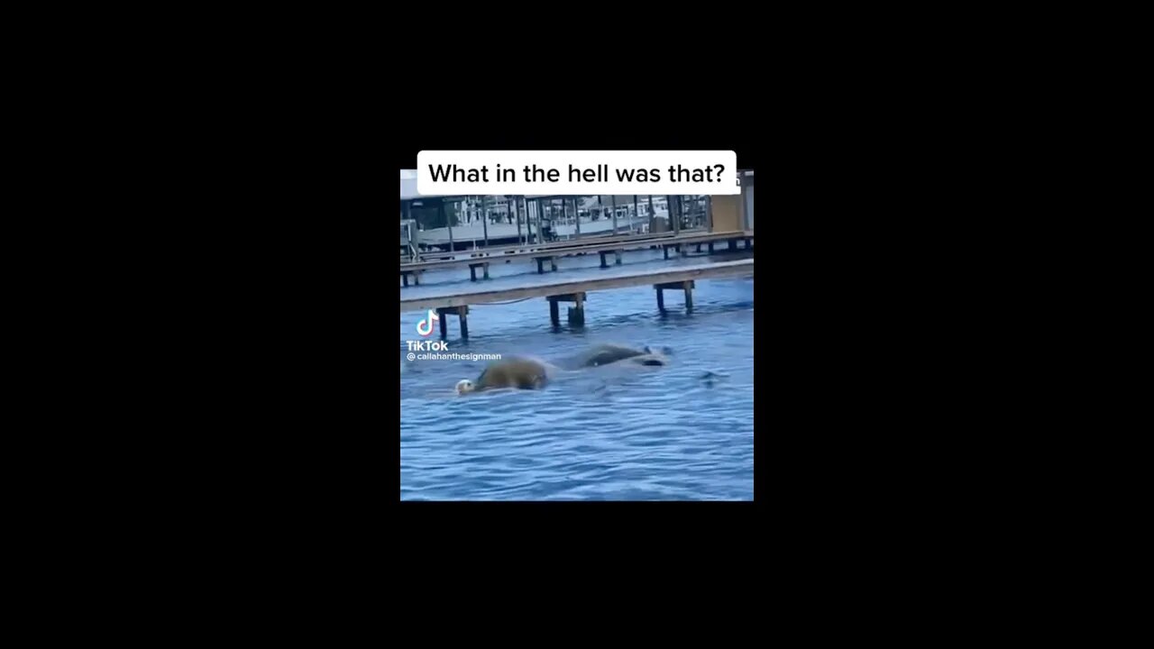 Massive Lake Monster Captured on Camera while dog takes Nightly Swim! #fyp #nightgod333 #storytime