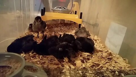 LIVE Cam: 2 Week old Chicks // Feeding Bowl Cam