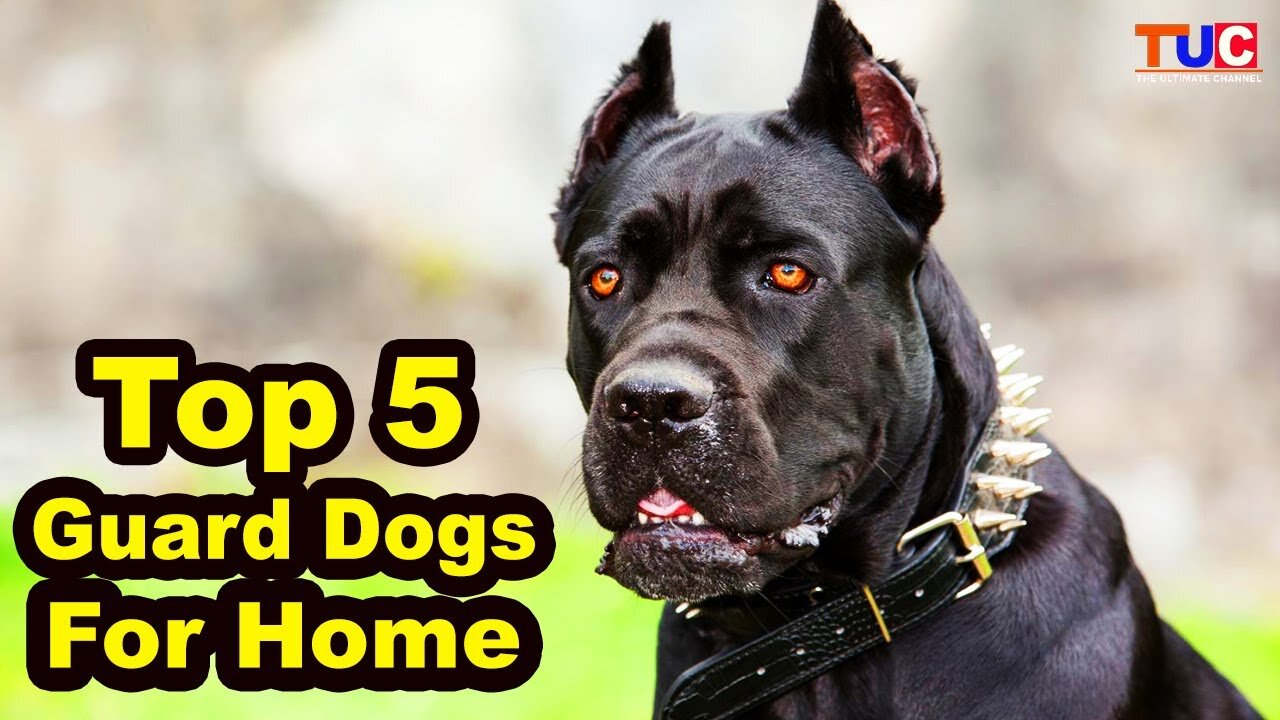 Top 5 Guard Dog Breeds For Home : Guard Dogs