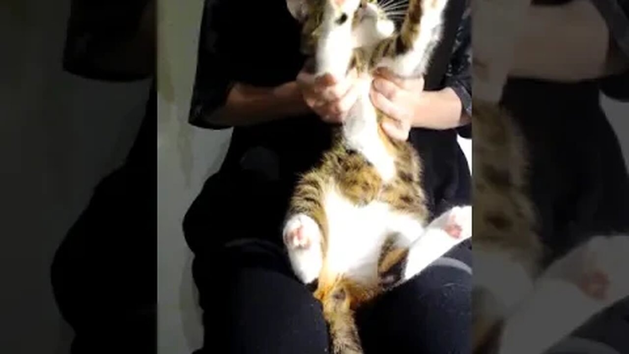 A Funny Dancing Cat #shorts