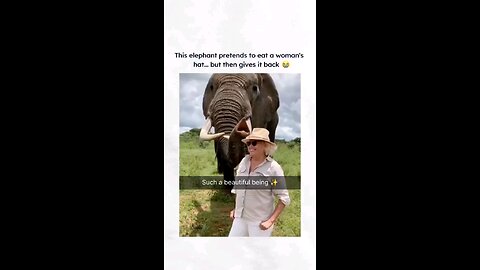 funny animal videos