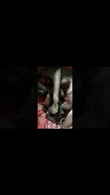 Kucing Yang Sangat Cantik