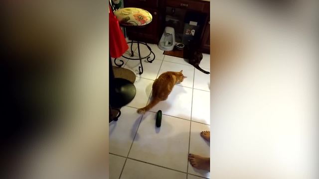 Cat VS Zucchini Is THE New Thing