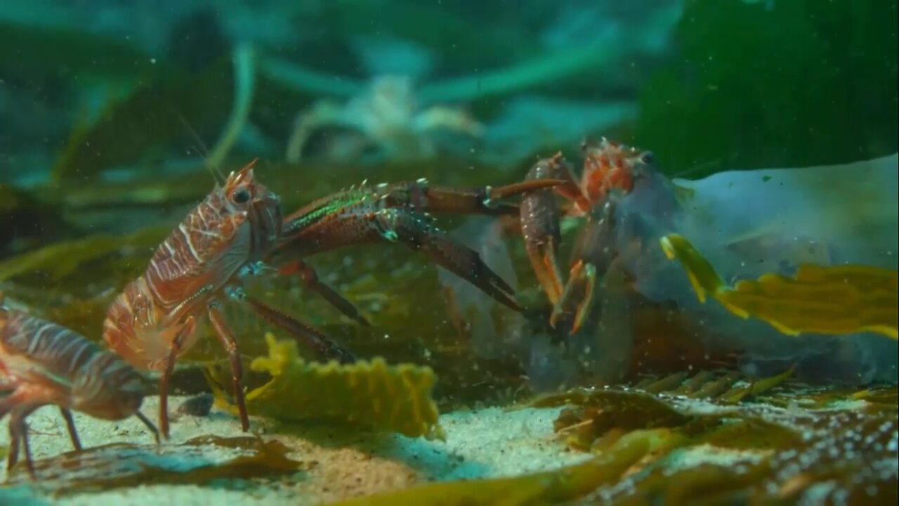 Crabs Fight underneath the Ocean