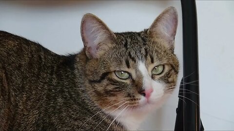 Cat Photography 4