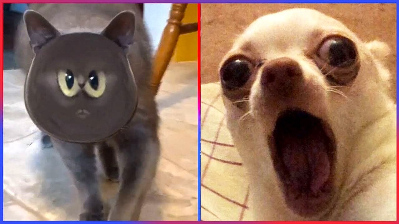 Funny Animal Videos That Make Me Burst Into Tears Laughing 😂😂😂 (CUTE) | Try Not To Laugh