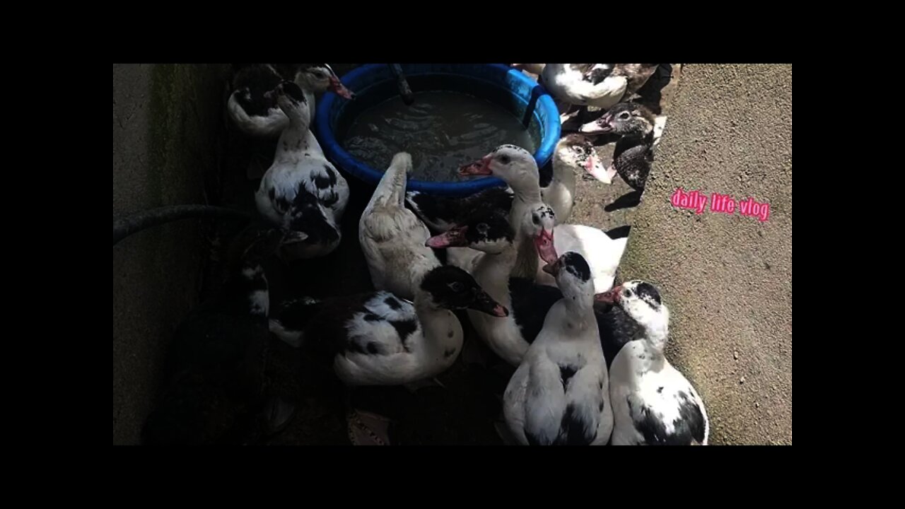 Ducklings waiting for their owners to bring food in