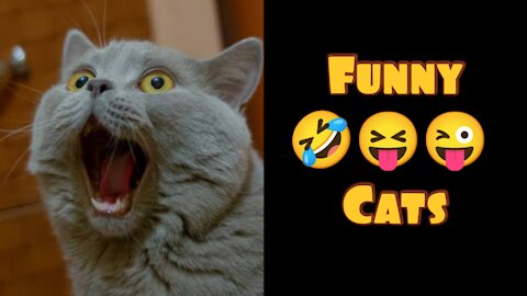 Best Funny Cat