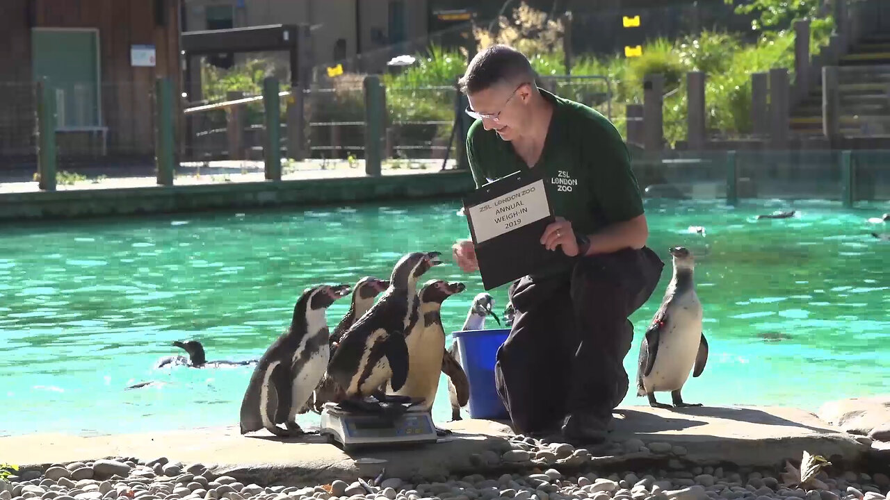 Weigh To Go! ZSL London Zoo Holds Its Annual Weigh-In