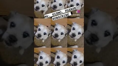 Mr.Gizmo hit that like button