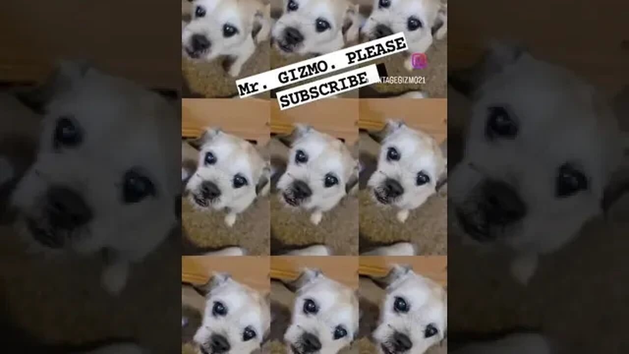 Mr.Gizmo hit that like button