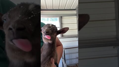 Cute but feisty! #homesteading #arkansashomestead #babygoats