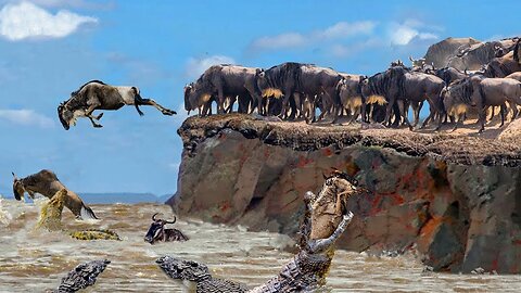 Incredible! The Wildebeest's Dangerous Migration Journey Through Crocodile Swamp | Animals