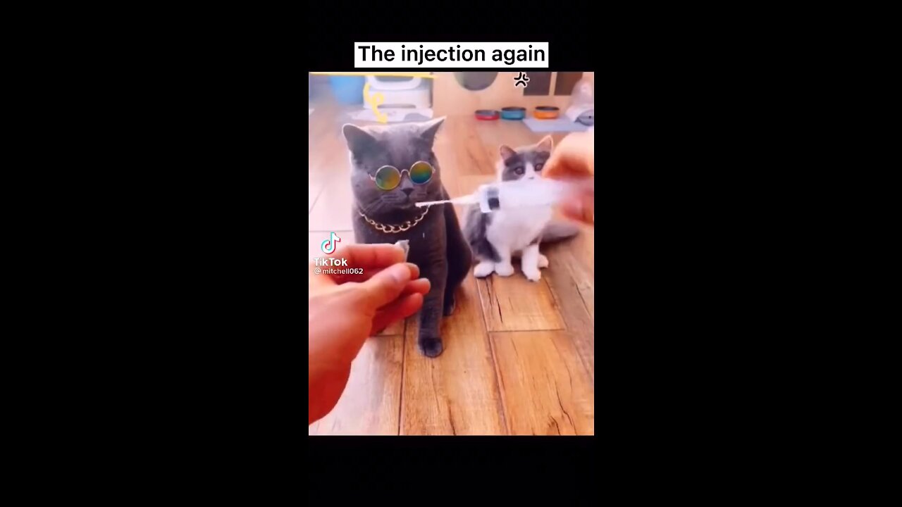 Cat, cow, dog afraid Needle of doctor