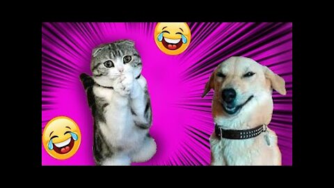Cute cats and dogs playing very funny