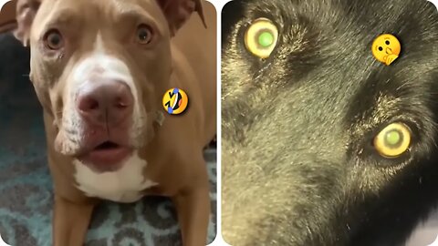 Funny animal video in 2022 😂😂 - best dogs and cats video