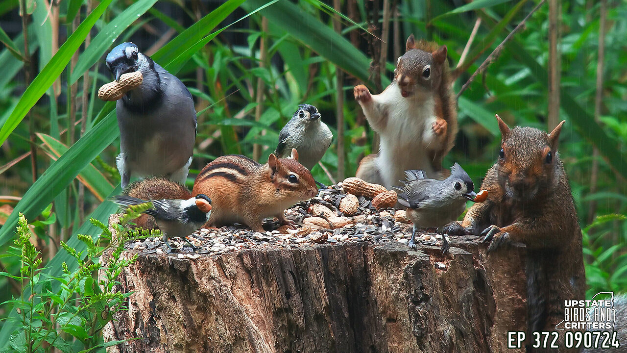 Upstate Birds And Critters: Ep 372 — 090724 Cat TV Dog TV