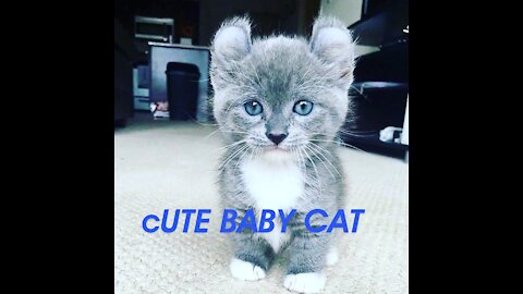 Cute and funny baby cat