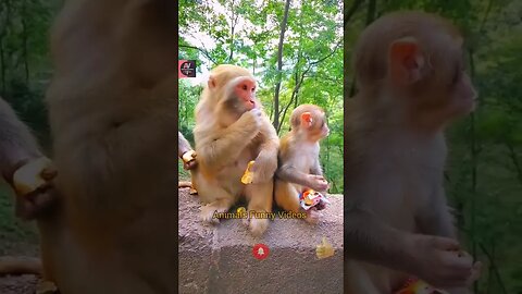 Cute Monkey Eating Monkey Mother And Baby Eating Fruits Animals Funny Videos #shorts #animals
