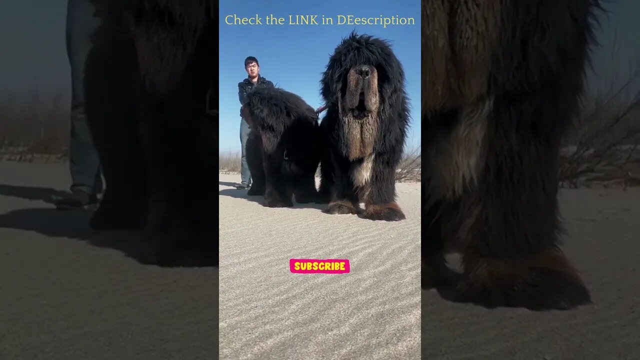 #tibetanmastiff #dog