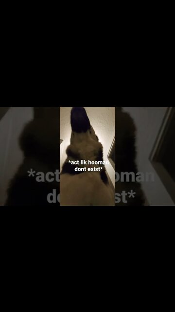 How My Shepsky Greets Me When I Get Home From Work #shorts