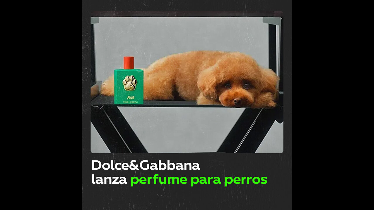 Dolce&Gabbana anuncia fragancias exclusivas para perros