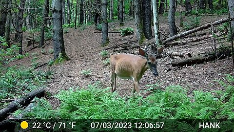 Fawn, Coyotes, warm temps and full moon