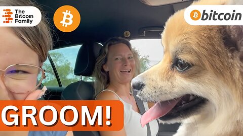 OUR BITCOIN POMERANIAN TEDDY NEEDS GROOMING!!
