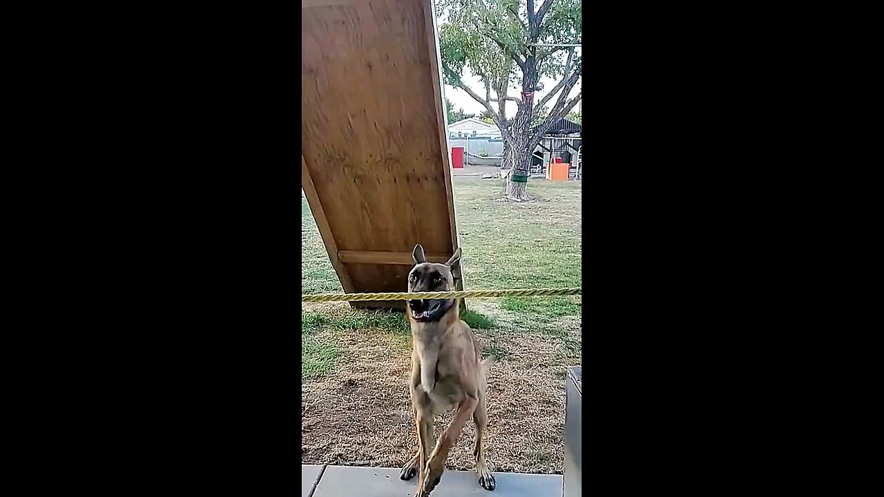 Very smart Pup. Warrior Training