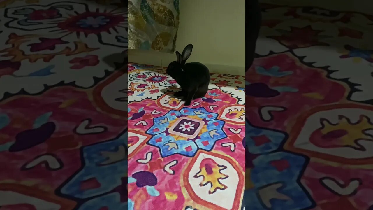 Bunny Self Grooming | Rabbit | Minirex #bunny #minirex #rabbit #shorts