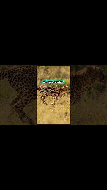 Sprinting with the Fastest: Cheetahs in Action! #Cheetah #Wildlife #shorts