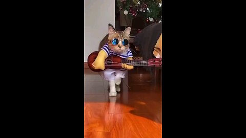 funny animal videos