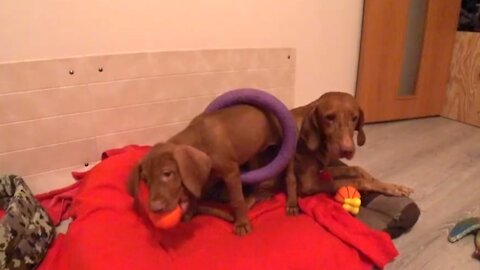 Few people know about this breed of dog | Universal Dog