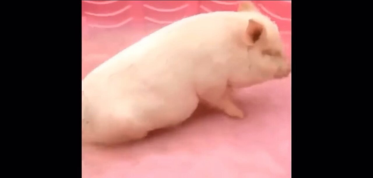 Cute baby animals cutest baby animals on earth