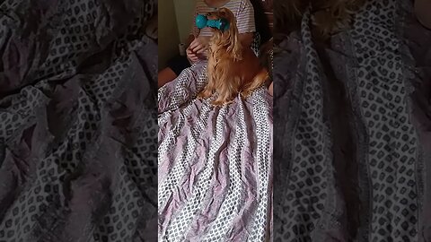 #dogshow , #animals , #dogs , #shorts