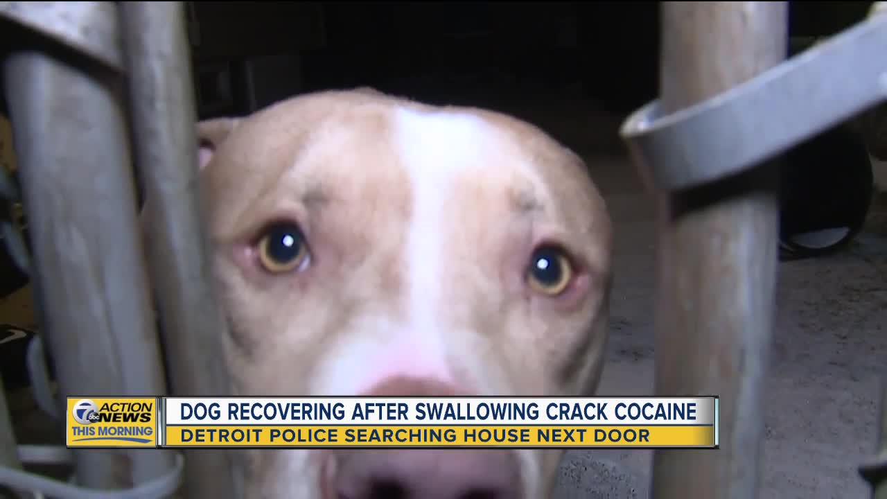 Dog recovering after swallowing crack cocaine