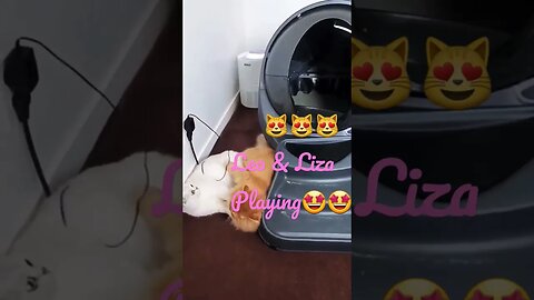 #cute kitties Liza&Leo playing 😻🤩😻🤩😻