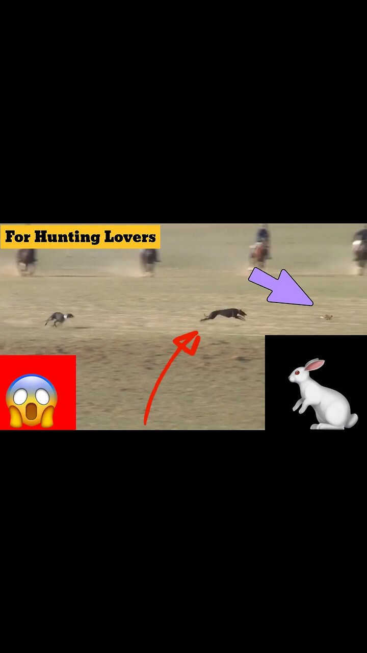 Greyhounds 🐕 Vs Hare 🐇😱 | Galgos y Liebres Грейхаунды и зайцы Anjing Greyhound dan Kelinci