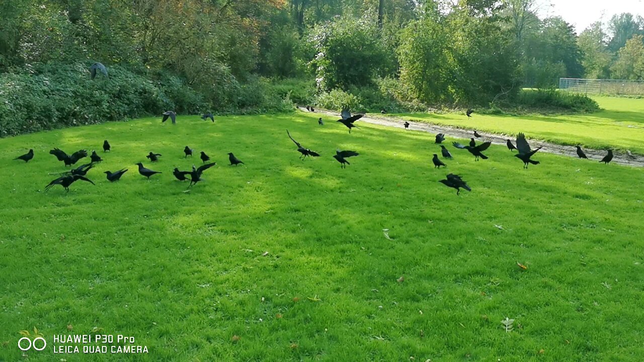 Lovely crows happy